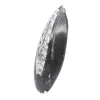 Orthoceras de Marrocos - 2