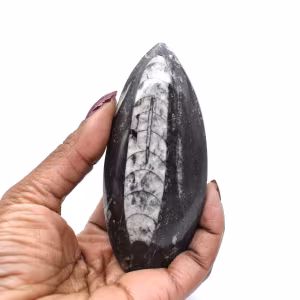 Orthoceras de Marrocos