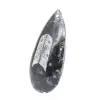 Ortoceras - 2