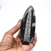 Orthoceras polido de Marrocos - 0