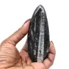 Fóssil de Orthoceras de Marrocos - 8