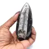 Orthoceras polido - 0