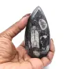 Fóssil de Orthoceras de Marrocos - 10