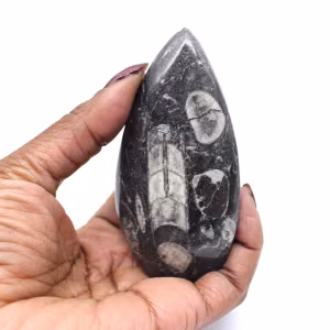 Fóssil de Orthoceras Marrocos