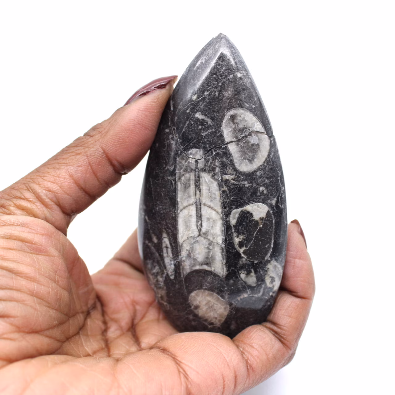 Fóssil de Orthoceras Marrocos