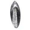 Orthoceras polido de Marrocos - 1
