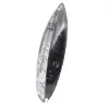 Orthoceras polido de Marrocos - 2