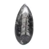Orthoceras polido - 1