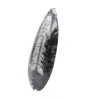 Orthoceras polido - 2