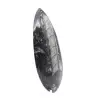 Orthoceras polido - 3