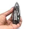 Fóssil de Orthoceras de Marrocos - 14