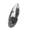 Fóssil de Orthoceras de Marrocos - 2