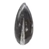 Fóssil de Orthoceras de Marrocos - 1
