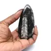 Fóssil de Orthoceras - 0