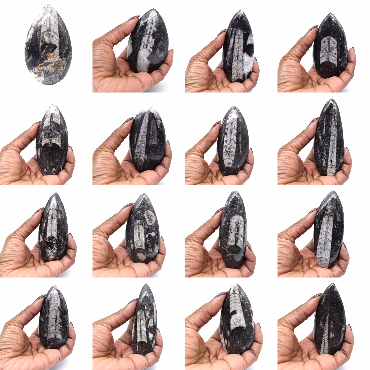 Fóssil de Orthoceras de Marrocos
