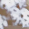 Ágata ornamental - 7