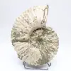 Amonita Douvilleiceras inaequinodum - 1