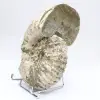Amonita Douvilleiceras inaequinodum - 2