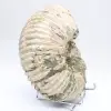 Amonita Douvilleiceras inaequinodum - 3
