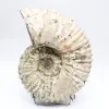 Amonita Douvilleiceras inaequinodum - 4