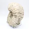 Amonita Douvilleiceras inaequinodum - 6