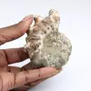 Amonita Douvilleiceras inaequinodum - 0