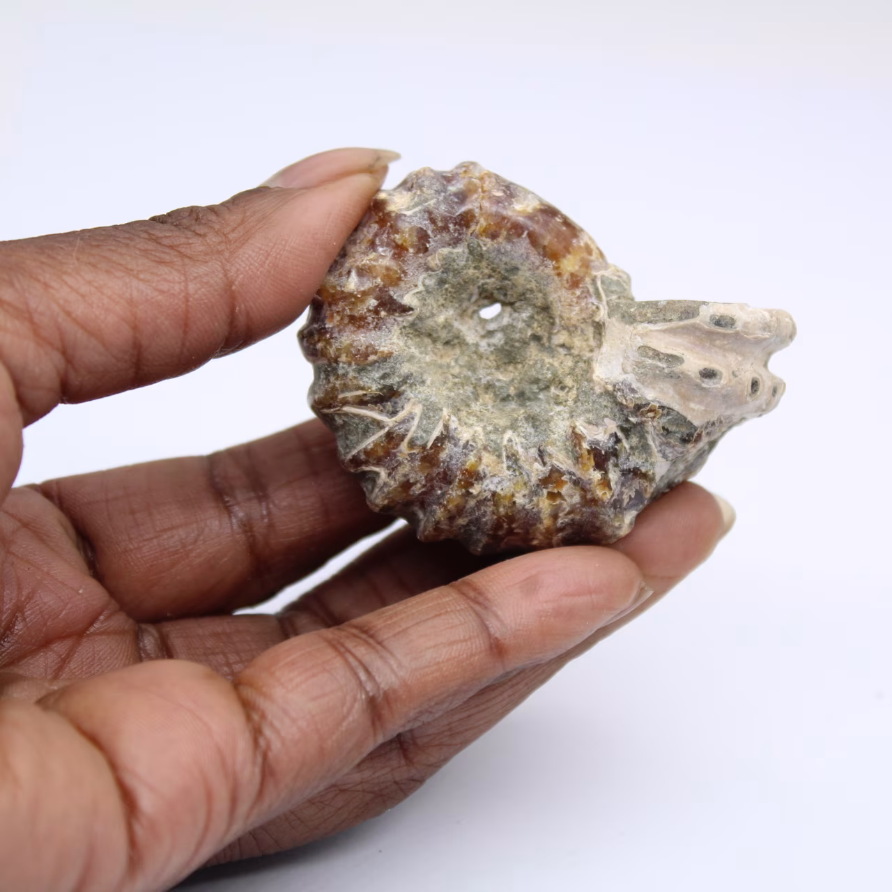 Amonita Douvilleiceras inaequinodum