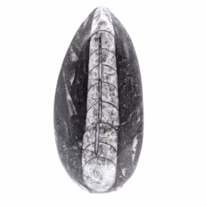 Orthoceras fósseis do Marrocos