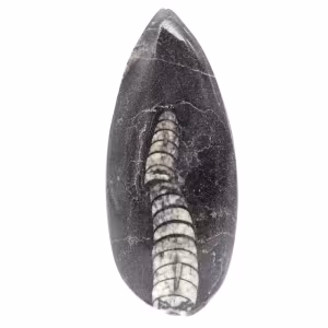 Orthoceras fóssil