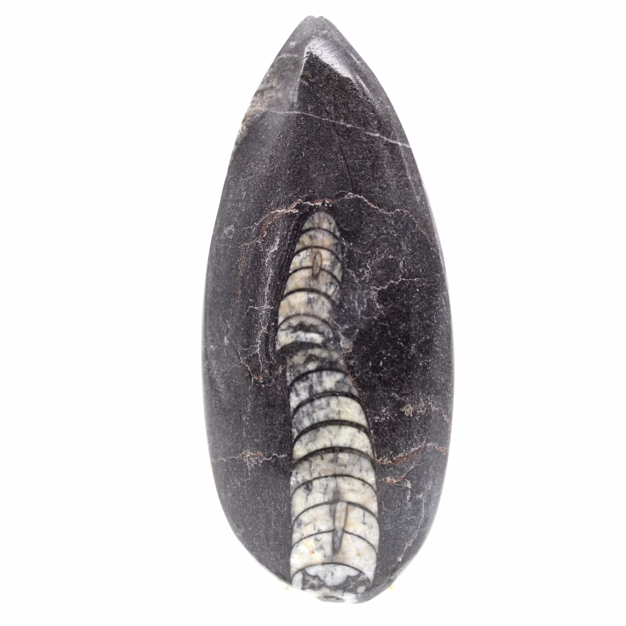Orthoceras fóssil