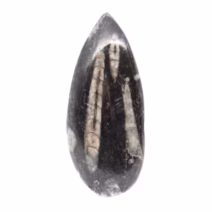 Orthoceras fósseis do Marrocos