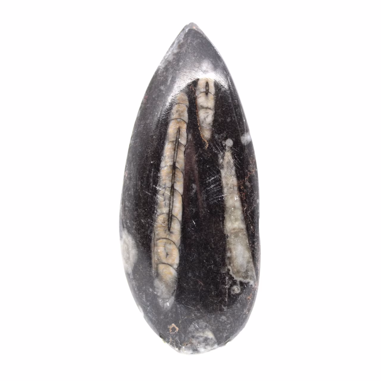 Orthoceras fósseis do Marrocos