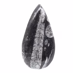 Orthoceras fóssil