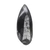 Orthoceras fóssil - 0