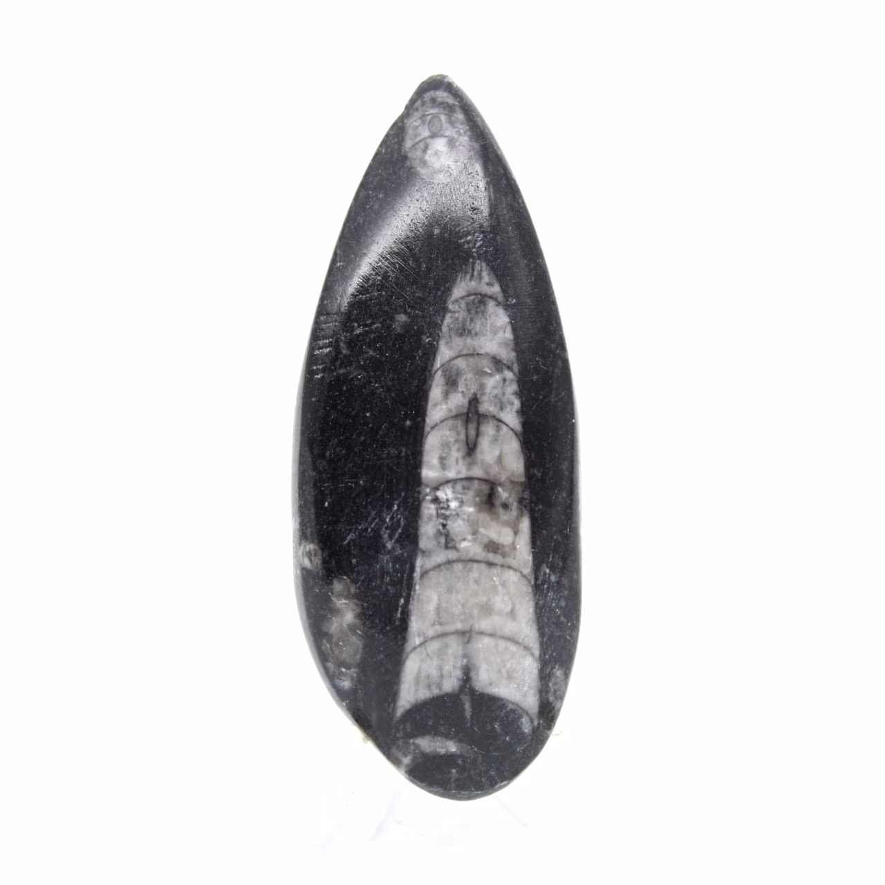 Orthoceras fóssil