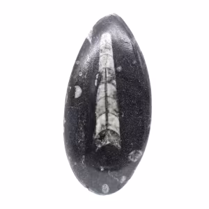 Orthoceras fósseis do Marrocos