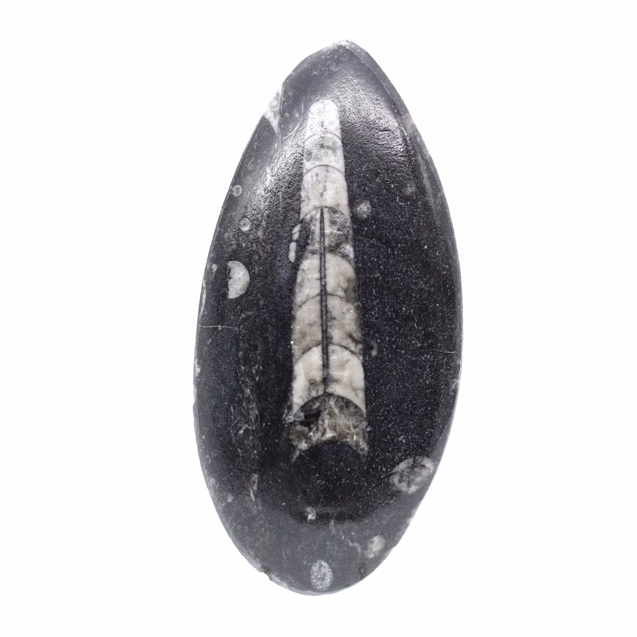 Orthoceras fósseis do Marrocos