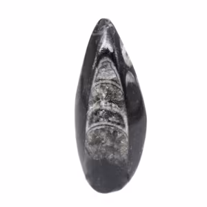 Orthoceras fósseis do Marrocos