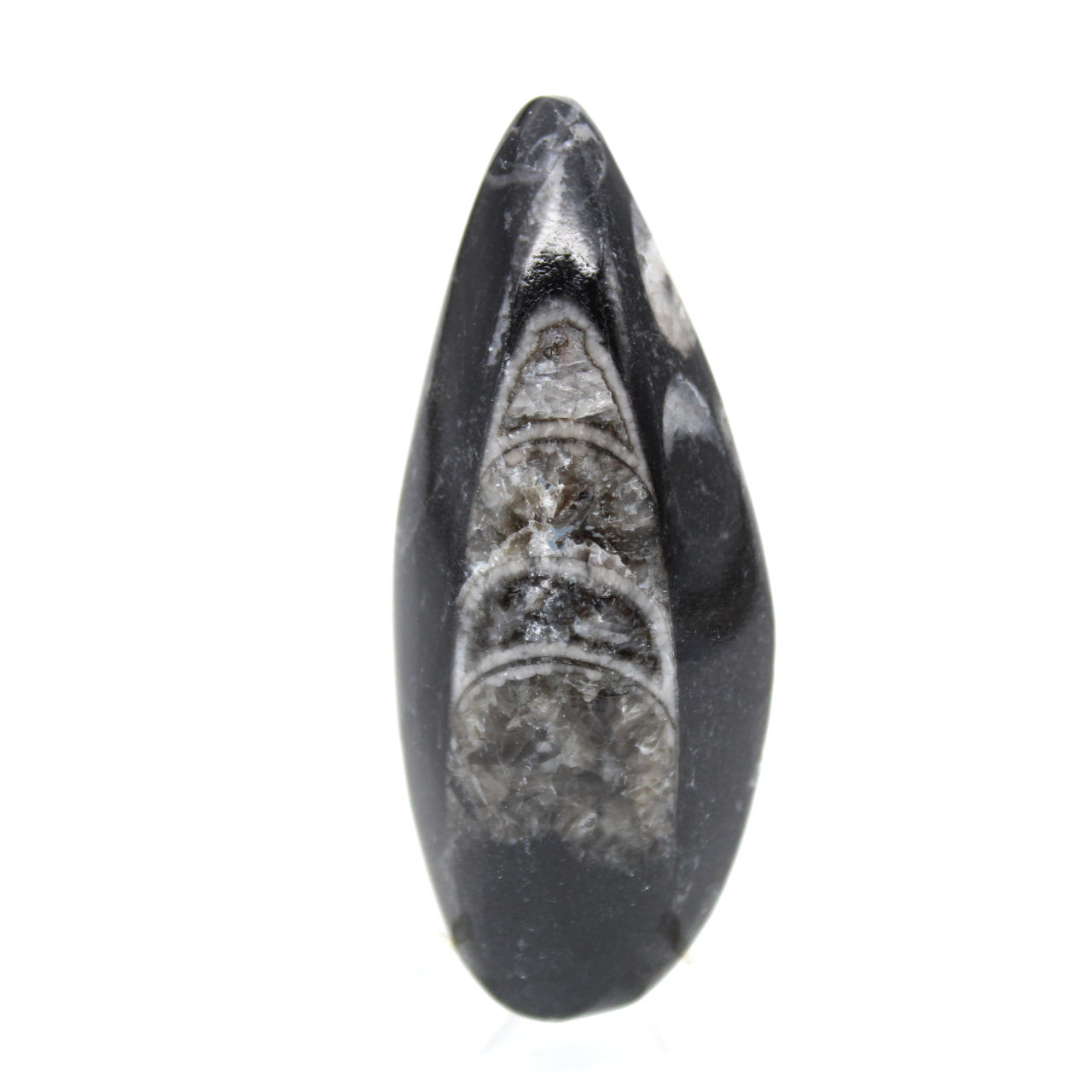Orthoceras fósseis do Marrocos