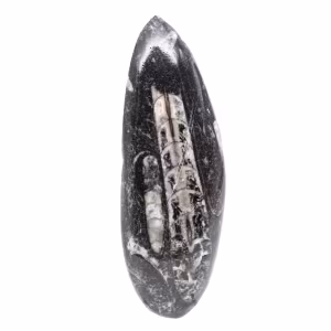Orthoceras fóssil