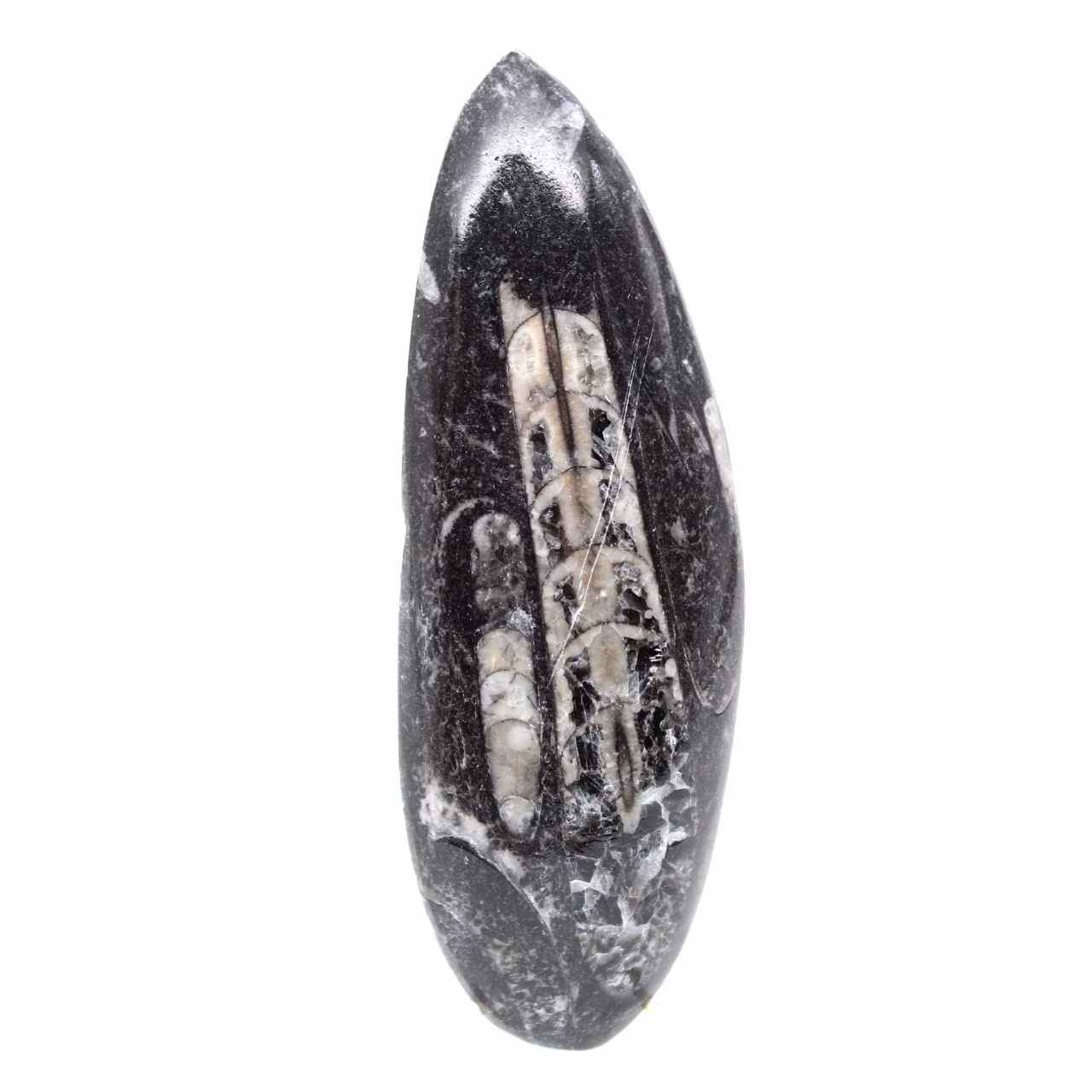 Orthoceras fóssil