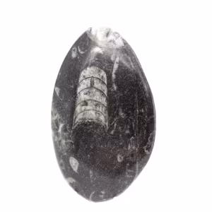 Orthoceras fósseis do Marrocos