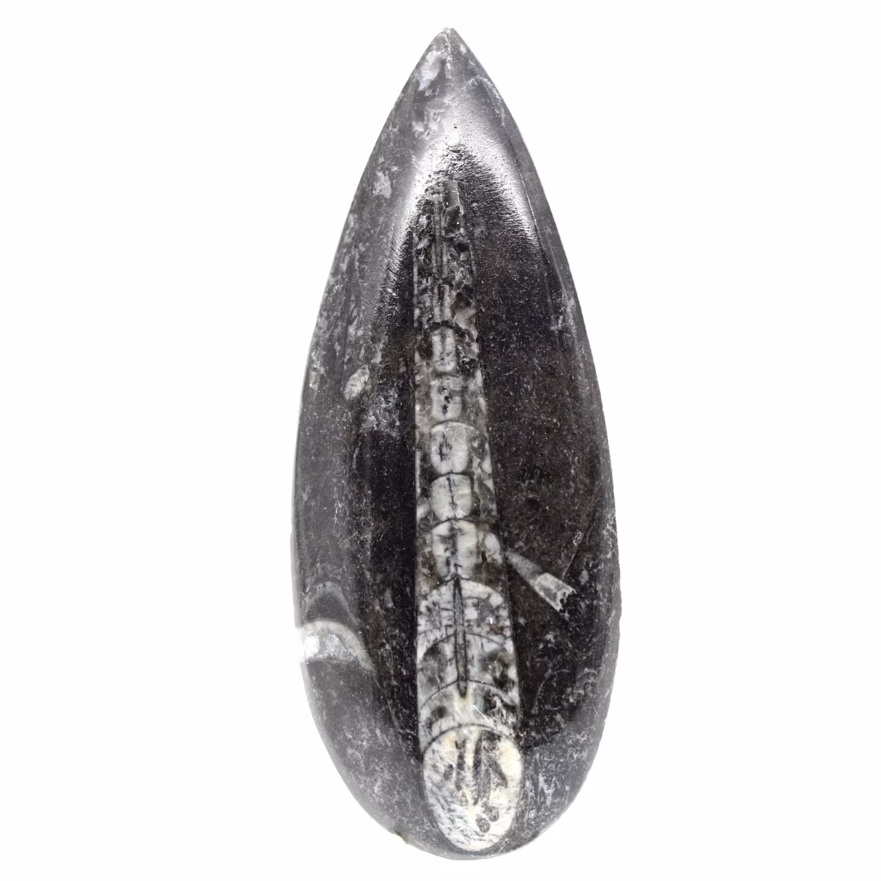 Orthoceras fóssil