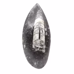 Orthoceras fósseis do Marrocos