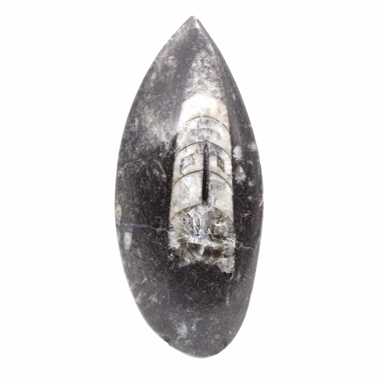 Orthoceras fósseis do Marrocos