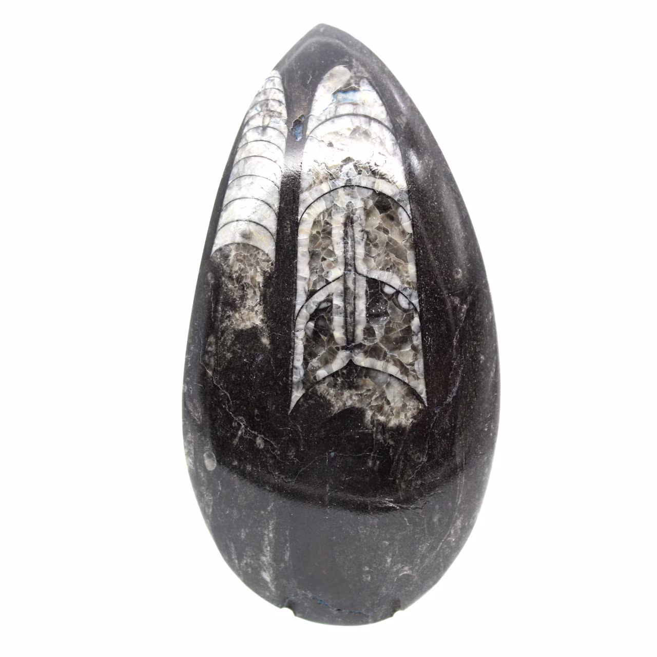 Orthoceras fóssil