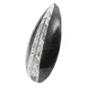 Orthoceras fóssil - 2