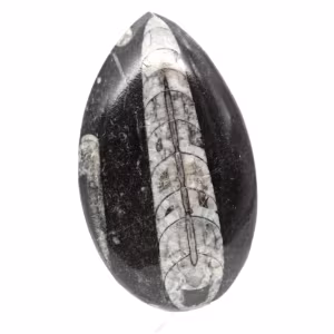Orthoceras fóssil