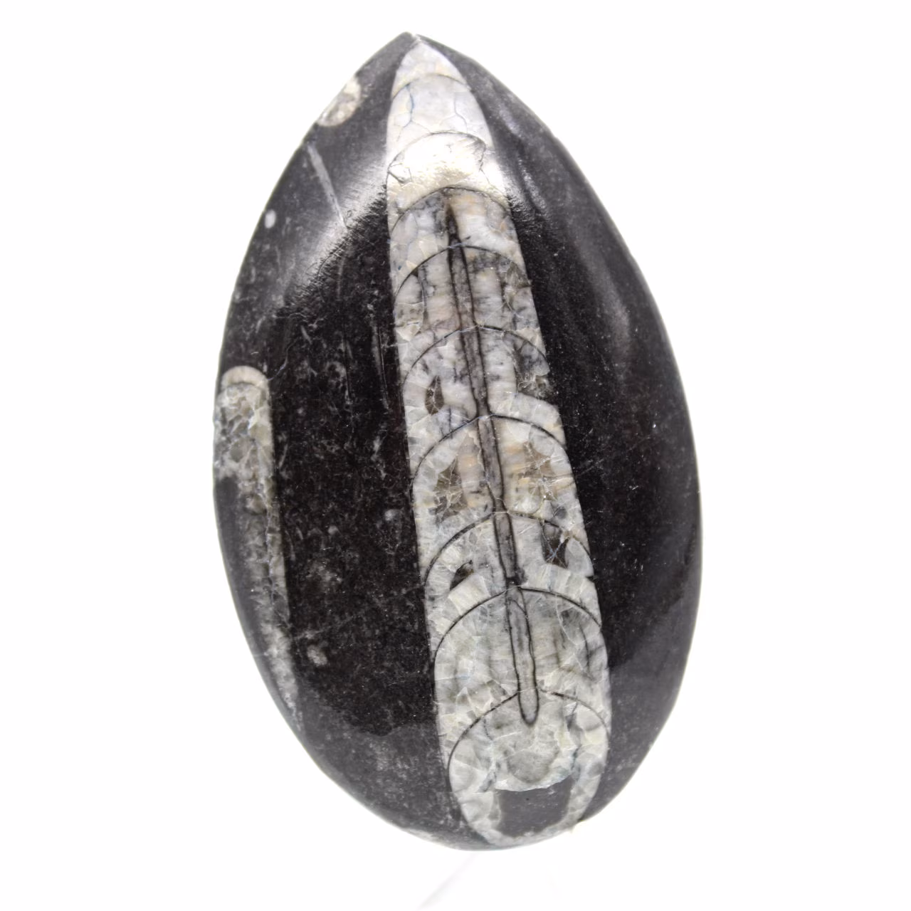 Orthoceras fóssil