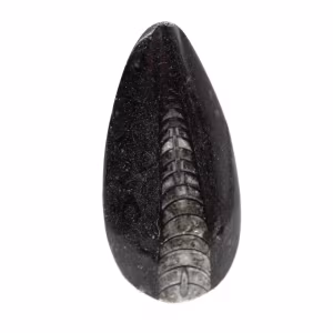 Orthoceras fósseis do Marrocos